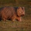 Vombat obecny - Vombatus ursinus - Common Wombat 5361